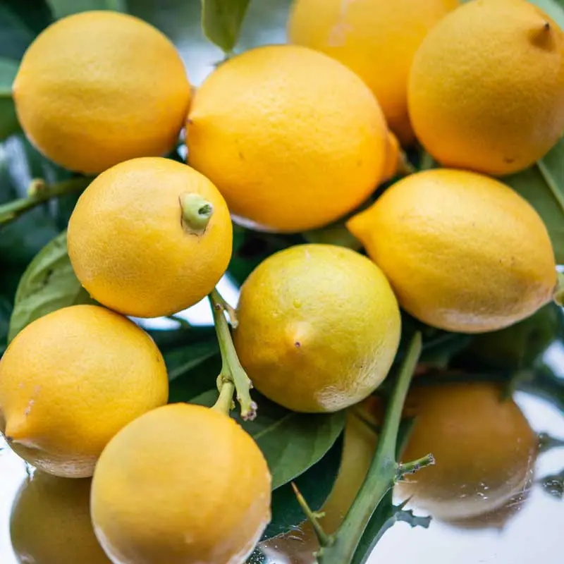 La fragranza pungente dei limoni di Favignana